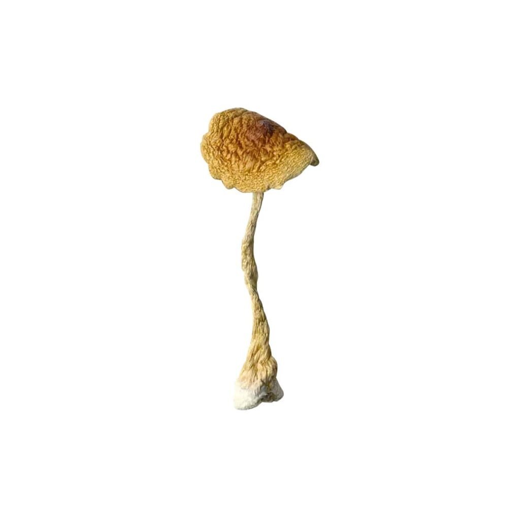 Brazilian Cubensis