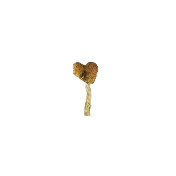 Ecuadorian Cubensis