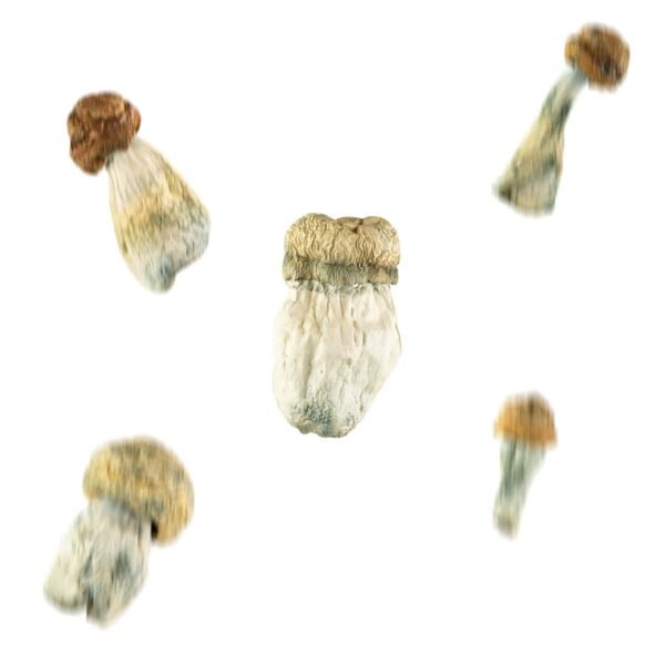 Dried Mushrooms Mix & Match 1/2 Ounce