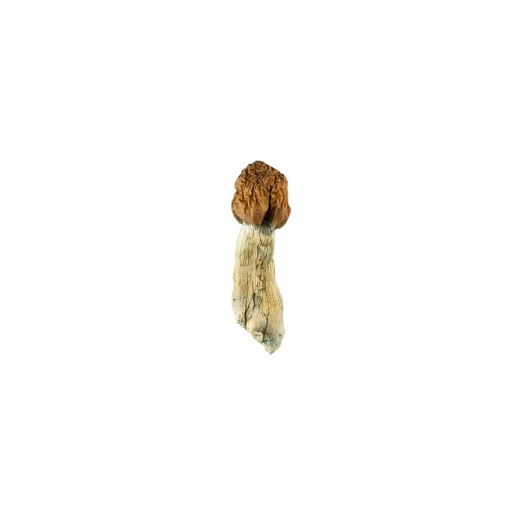 Vietnamese Cubensis